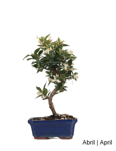 Citrus Myrtifolia Bonsai 12 years old