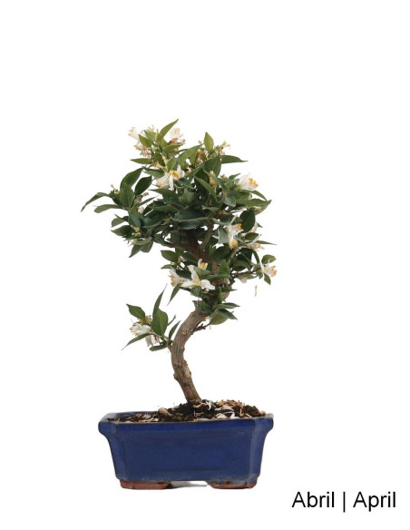 Citrus Myrtifolia Bonsai de 12 años