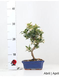 Citrus Myrtifolia Bonsai of 12 years 2