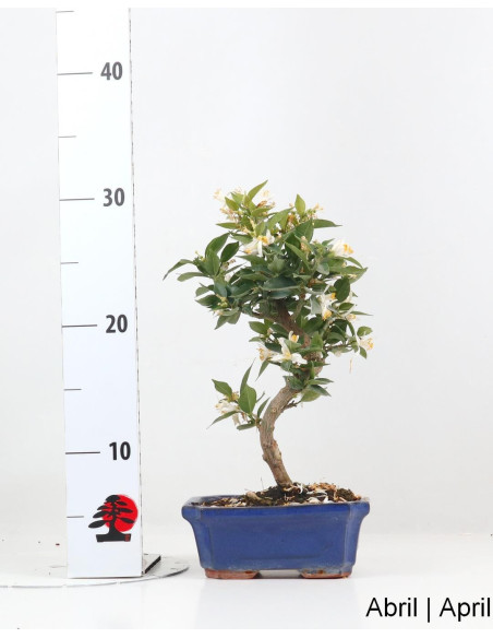 Citrus Myrtifolia Bonsai 12 years old