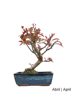 Manzano "Courtarou Coccinella" Bonsai de 12 Años