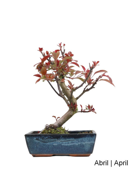 Manzano "Courtarou Coccinella" Bonsai de 12 Años