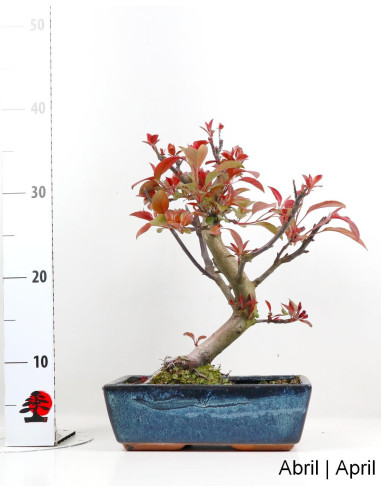 Manzano "Courtarou Coccinella" Bonsai de 12 Años