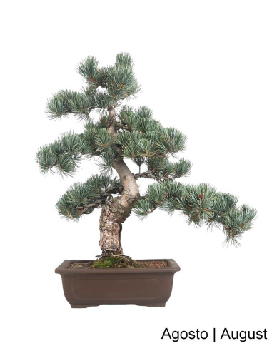 Pinheiro Pentaphylla Bonsai de 36 anos