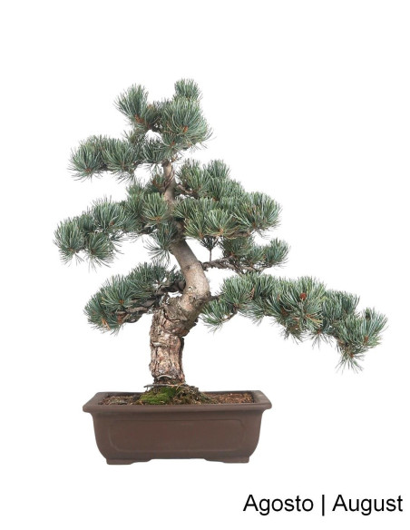 Pinheiro Pentaphylla Bonsai de 36 anos