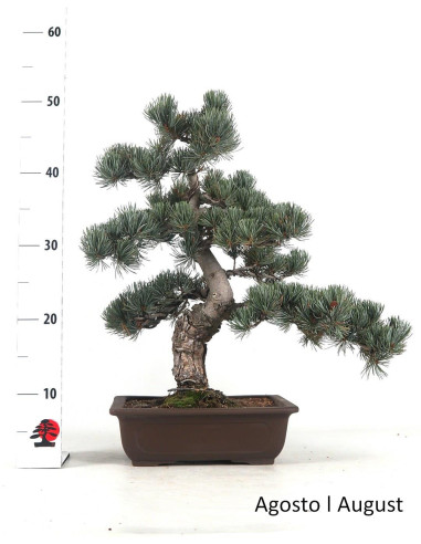 Pinheiro Pentaphylla Bonsai de 36 anos