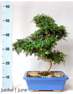 Zanthoxylum Bonsai di 19 Anni 2