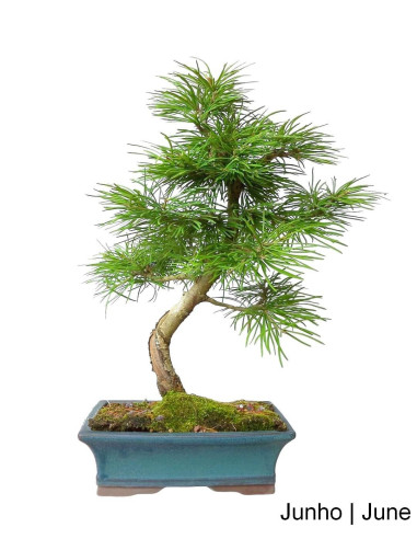 Luso Bonsai | Pseudolarix Bonsai de 12 ans