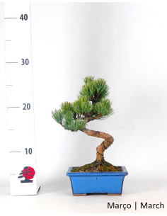 19 Jahre alter Pinus Pentaphyla Bonsai 2