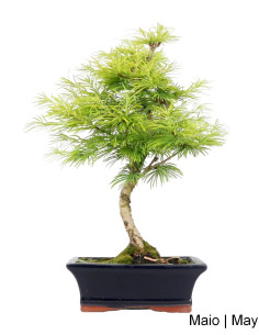 Pseudolarix Bonsai von 9 Jahren