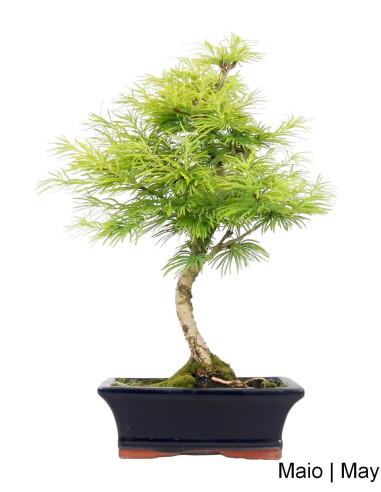 Luso Bonsai | Pseudolarix Bonsai de 9 ans