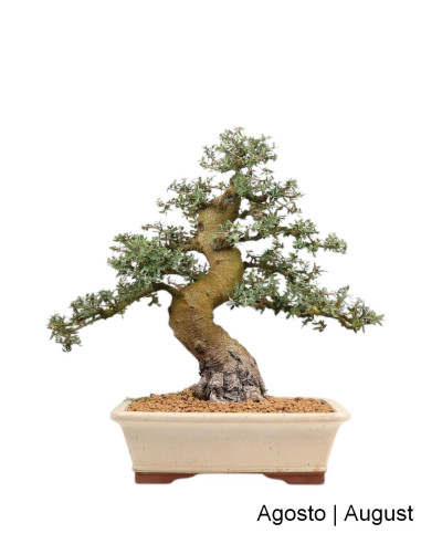Zambujeiro - Oliveira Brava - Bonsai de 40 anos