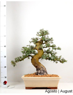Zambujeiro - Oliveira Brava - Bonsai di 40 anni 2