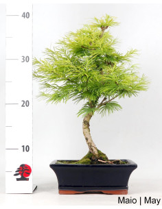 Pseudolarix Bonsai von 9 Jahren 2