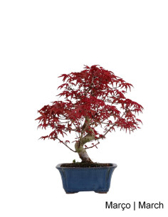 Acer Palmatum Deshojo Bonsai de 27 ans