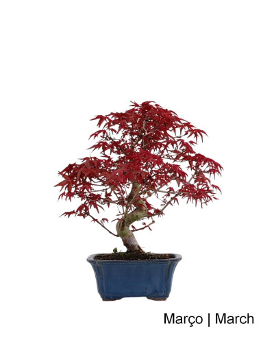 Acer Palmatum Deshojo Bonsai de 27 anos