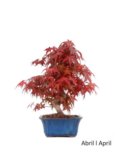 Acer Palmatum Deshojo Bonsai von 27 Jahren 2