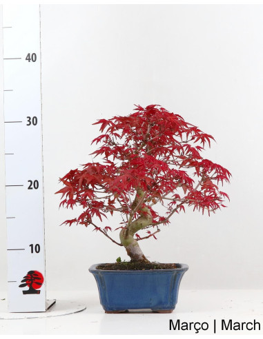 Acer Palmatum Deshojo Bonsai de 27 anos