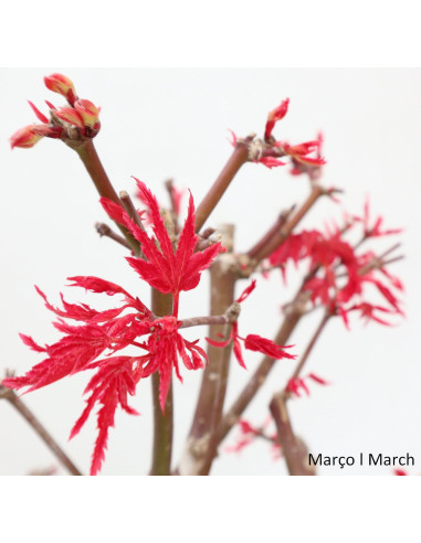 Acer Palmatum Deshojo Bonsai de 27 anos