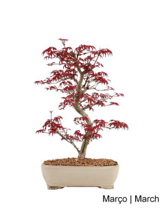 29-year-old Acer Palmatum Deshojo Bonsai