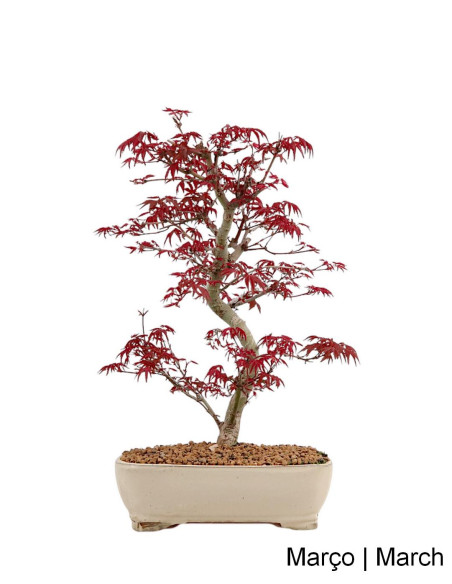 Acer Palmatum Deshojo Bonsai de 29 ans