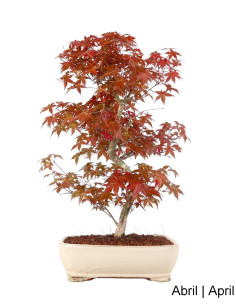 Acer Palmatum Deshojo Bonsai di 29 anni 2