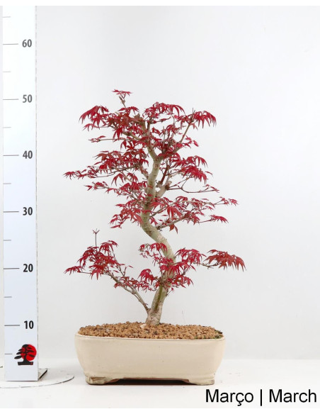 Acer Palmatum Deshojo Bonsai di 29 anni
