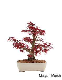 Acer Palmatum Deshojo Bonsai von 40 Jahren