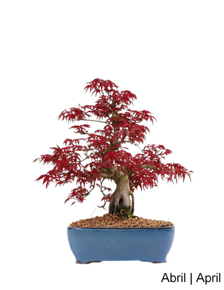Acer Palmatum Deshojo Bonsai de 40 anos