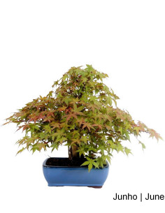 Acer Palmatum Deshojo Bonsai von 40 Jahren 2