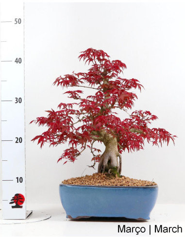 Acer Palmatum Deshojo Bonsai de 40 anos