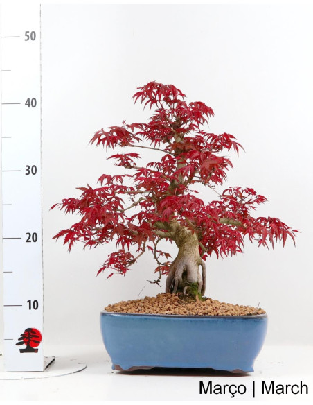 Acer Palmatum Deshojo Bonsai de 40 anos