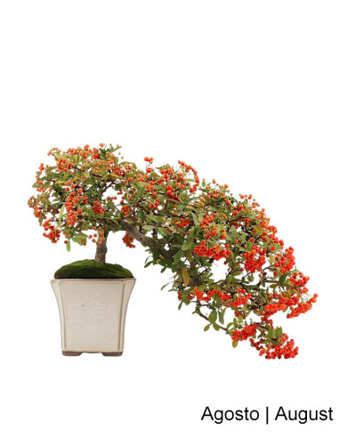 Pyracantha Bonsai of 21 years