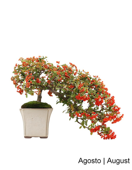 Pyracantha Bonsai de 21 anos