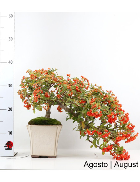 Pyracantha Bonsai de 21 anos