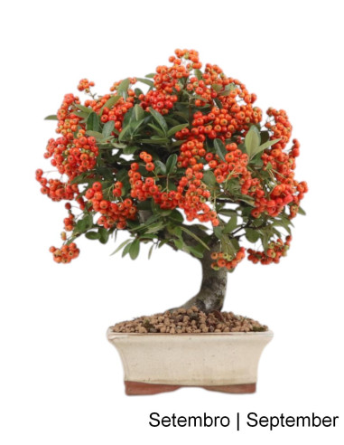 Pyracantha Bonsai di 7 Anni