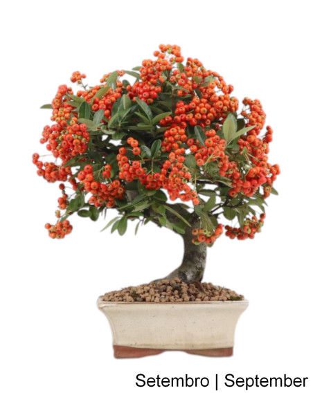 Pyracantha Bonsai di 7 Anni