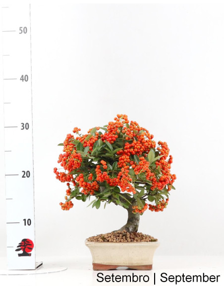 Pyracantha Bonsai 7 Years Old