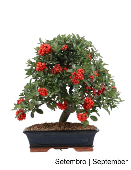 Pyracantha Bonsai de 17 años