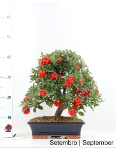 Pyracantha Bonsai de 17 anos 2