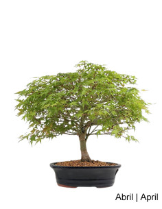 28 Jahre alter Acer Palmatum Kiohime Bonsai