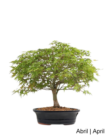 Acer Palmatum Kiohime Bonsai de 28 años