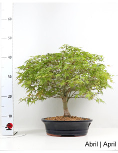 28 Jahre alter Acer Palmatum Kiohime Bonsai 2