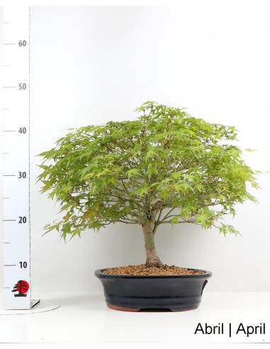 Acer Palmatum Kiohime Bonsai de 28 anos
