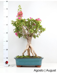 Bouganvillea Bonsai di 31 anni 2