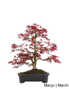 Acer Palmatum Deshojo Bonsai del 1988