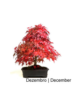 Acer Palmatum Deshojo Bonsai de 1988 2
