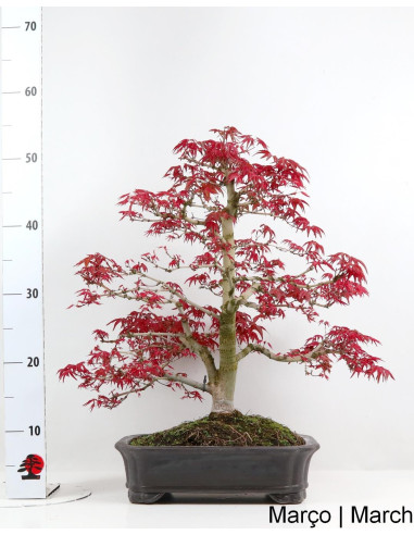 Acer Palmatum Deshojo Bonsai de 1988