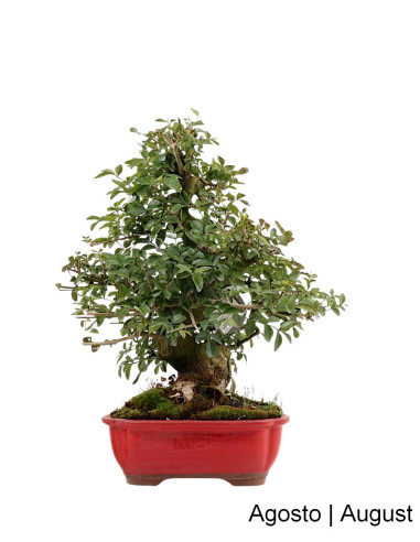 Fraxinus Bonsai de 23 años