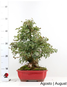 Fraxinus Bonsai von 23 Jahren 2